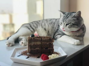 网红猫爷引领猫步模仿潮